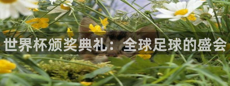 足球世界杯预选赛：世界杯颁奖典礼：全球足球的盛会